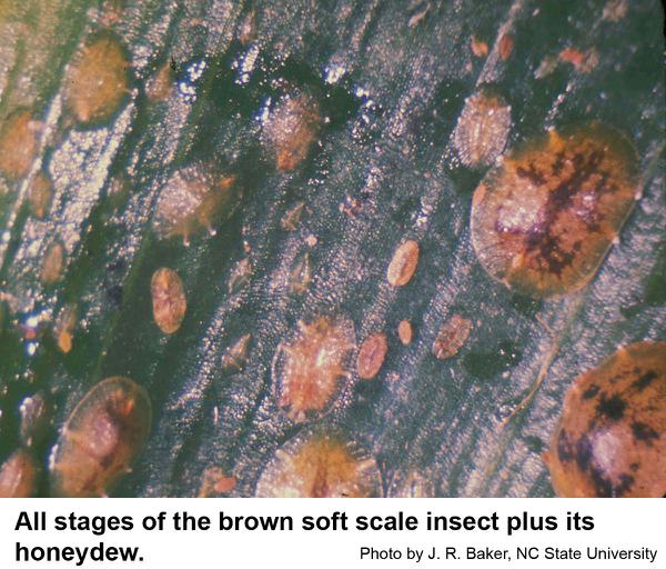 brown soft scale insects